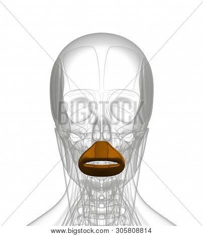 3d Rendering Medical Illustration Of Orbicularis Oris