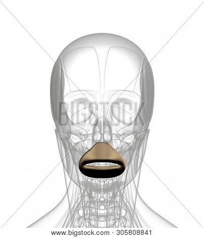 3d Rendering Medical Illustration Of Orbicularis Oris