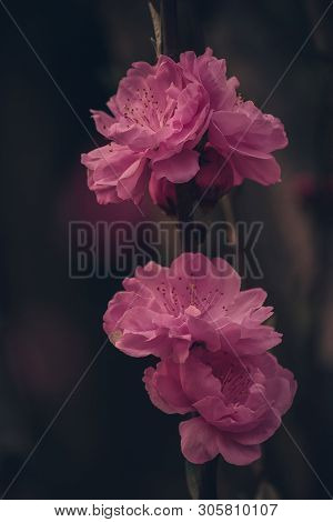 Bright, Pink Sakura Flowers In The Summer Garden, Natural Background