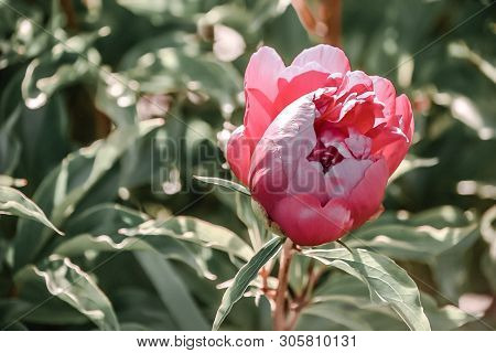Bright And Pink, Beautiful Flowers In The Summer Garden, Natural Background