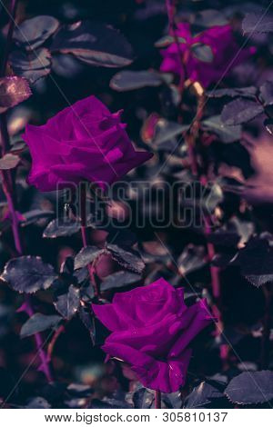 Purple Roses In The Summer Garden, Natural Background.