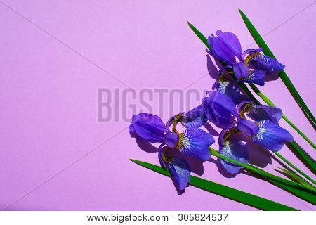 Blue Iris Flowers On A Gentle Purpe Background.copy Space