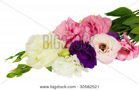 Eustoma
