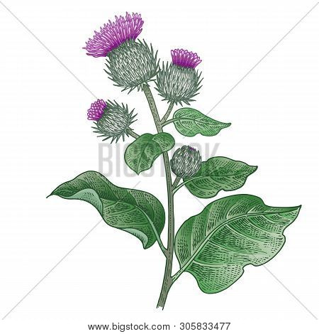 Realistic Medical Plant Burdock. Vintage Engraving. Vector Illustration Art. Color Sketch. Hand Draw