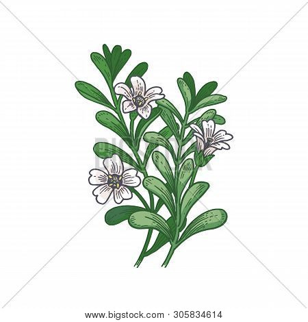 Realistic Medical Plant Brahmi. Vintage Engraving. Vector Illustration Art. Color Sketch. Hand Drawn