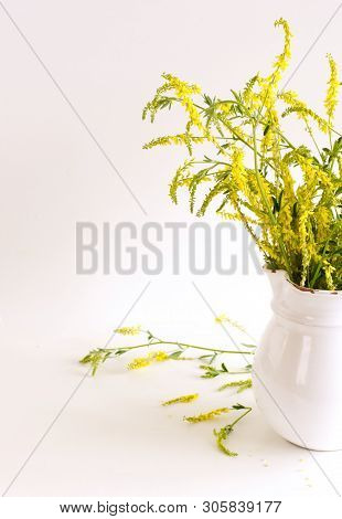 Bouquet Of Flowers Melilotus Officinalis In White Vase, Known As Yellow Sweet Clover. Plants Have A 