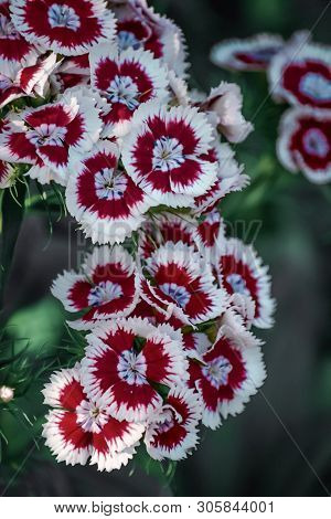 Bright, Beautiful Flowers In The Summer Garden, Natural Background