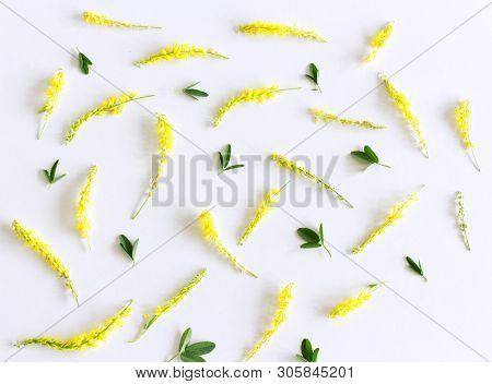 Flowers Composition. Melilotus Officinalis Petals Pattern On White Background.medicinal Plant. Style