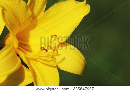 Branch Of Flower Hemerocallis Lilioasphodelus Also Called Lemon Lily, Yellow Daylily
