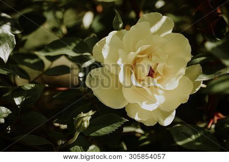 Yellow Roses In The Summer Sunny Garden, Natural Background.