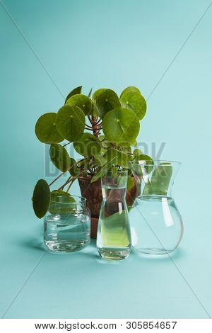 Pilea Peperomioide Plant And Water