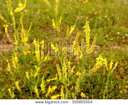 In The Wild In The Meadow Bloom Melilotus Officinalis. Plants Have A Characteristic Sweet Odor.medic