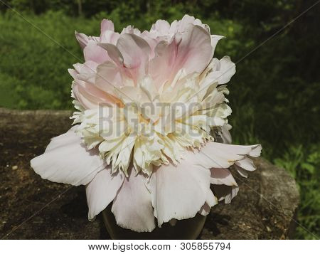 Soft Pink Peonie Outdoor, Weding 8th March Postcard