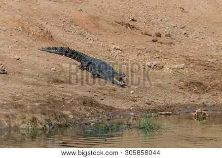 A Nile Crocodile, Outside The Water, With Open Mouth In The Limpopo Province Of South Africa
