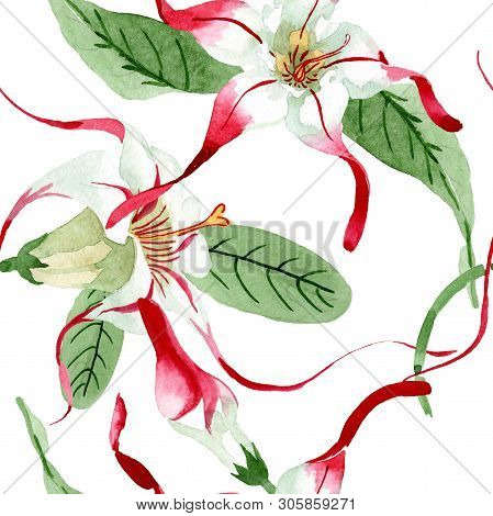 Red White Strophantus Floral Flowers. Watercolor Background Illustration Set. Seamless Background Pa