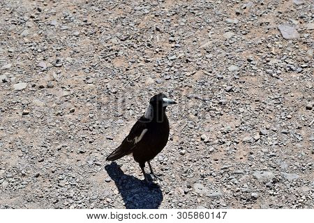 Australian Magpie (gymnorhina Tibicen) In Noosa National Park