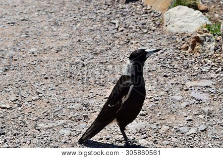 Australian Magpie (gymnorhina Tibicen) In Noosa National Park