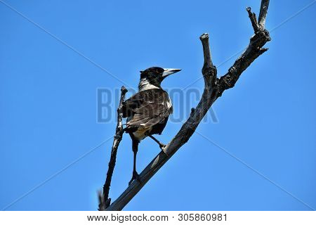 Australian Magpie (gymnorhina Tibicen) In Noosa National Park