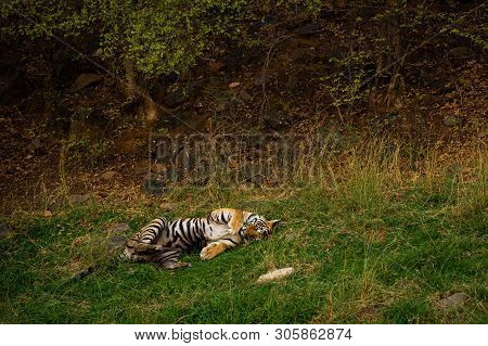 On A Hot Summer Evening And In A Heat Wave A Royal Bengal Male Tiger With Different Yoga Postures An