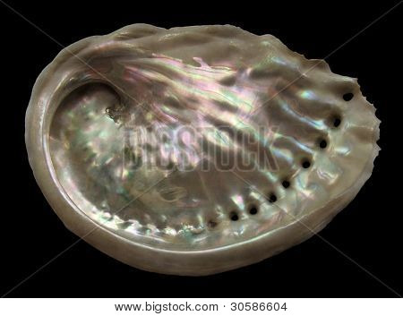 Farverige Abalone inde