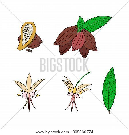Hand Drawn Vector Cacao Collection. Botanic Food Set.