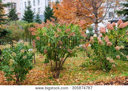 Autumn Park In Marfo-mariinsky Cloister Of Mercy. Moscow. Russia