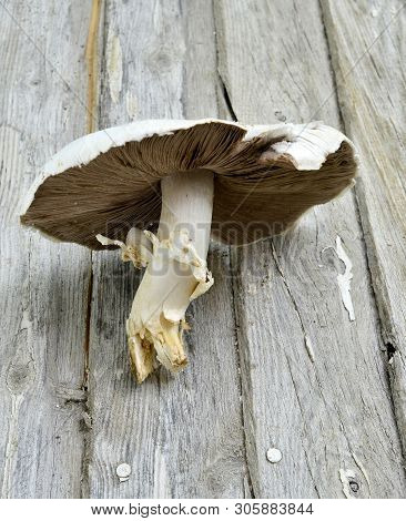 Agrocybe Praecox, Spring Fieldcap Mushroom Image In Studio