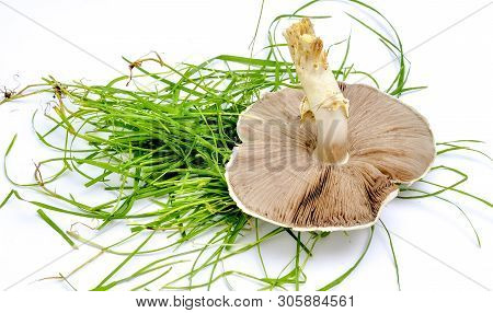 Agrocybe Praecox, Spring Fieldcap Mushroom