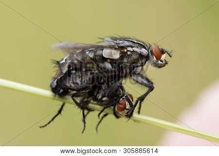 Two Flyes In Action, Sitting On A Straw.