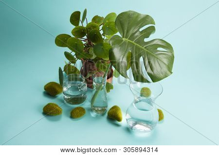 Pilea Peperomioid Monstera Rock Grass And Water
