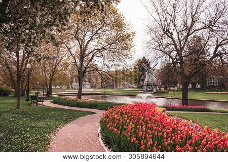 Pathway Lined With Beds Of Tulips, Pella, Iowa, Usa. Colorful Blooming Tulips. Dutch Windmill, Park 