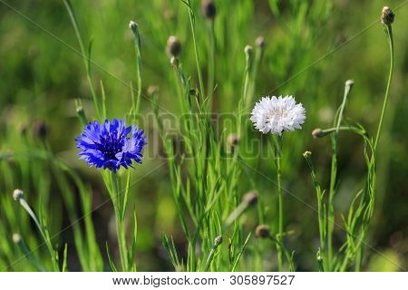 Beautiful Meadow Field With Wild Flowers Blue And White Cornflowers.
