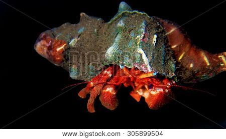 Red Hermit Crab With Anemone - (dardanus Arrosor)