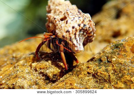 Small Mediterranean Hermit Crab - Clibanarius Erythropus