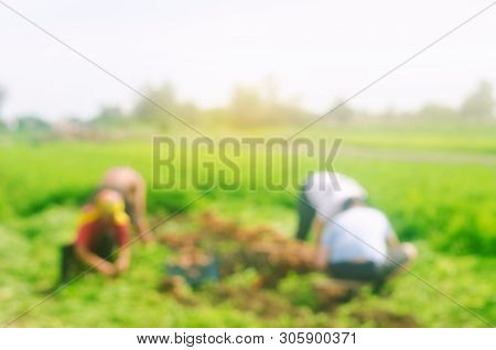 Blurred Image Of Workers On The Field. Harvesting Carrot. Farming. Agro-industry In Third World Coun