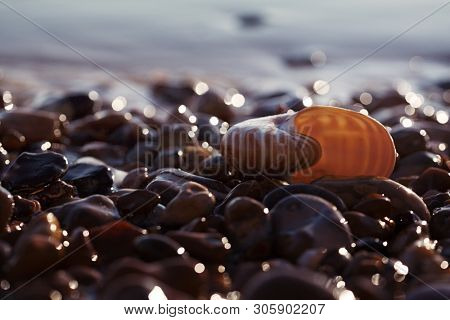 British summer  beach with nautilus pompilius sea shell