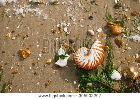 British summer  beach with nautilus pompilius sea shell