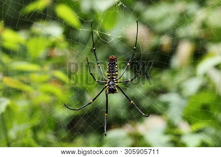 A Banana Spider Climbing On Its Web