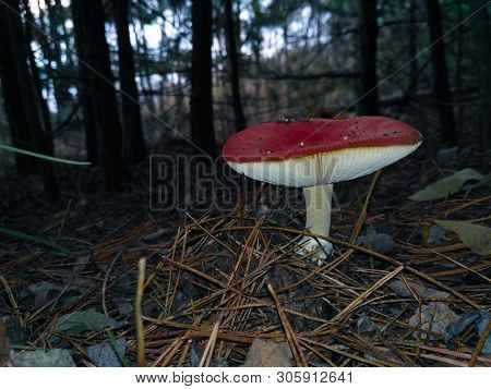 Amanita In A Red Hat On A White Stalk In The Evening Forest