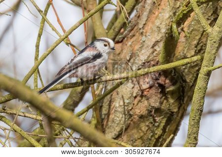 Long-tailed Tit On Branch (aegithalos Caudatus) Cute Little Bird
