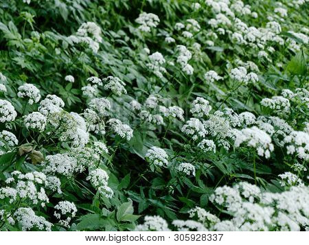 Beautiful Forest Green Herb With Umbellate Inflorescence