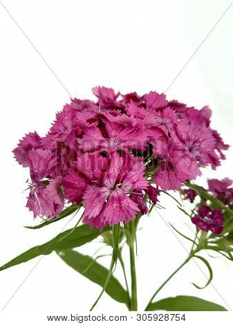 Turkish Flower Carnation ( Diánthus Barbátus)  On A White Background