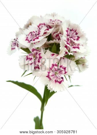 Turkish Flower Carnation ( Diánthus Barbátus)  On A White Background