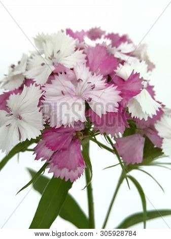 Turkish Flower Carnation ( Diánthus Barbátus)  On A White Background