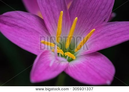 Kollam, Kerala, India - May 30, 2019: Close Up Shot Of Rain Lily Or Zephyranthes Is A Genus Of Tempe