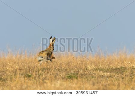 European Brown Hare (lepus Europeaus) Running In Field Spring Time