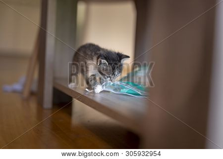 Playful Kitten Exploring Its New Home, Climbing The Coffee Table Shelf