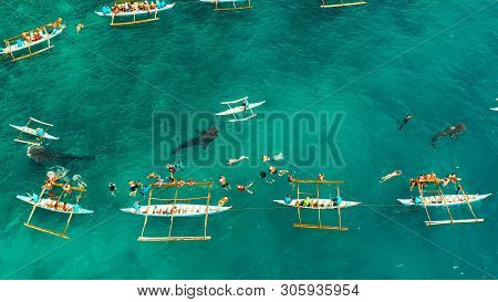 Aerial View Of Tourists Snorkeling And Watch Whale Sharks In Turquoise Water. Summer And Travel Vaca