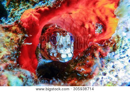 Portrait Of Cute Blenny Fish, Close Up