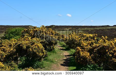 Blooming Gorse Bushes Flowering On Sides Of The Coast To Coast Footpath.